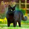 Black Cats | 2026 12 x 24 Inch (Hanging) Monthly Square Wall Calendar | Foil Stamped Cover | Plastic-Free | BrownTrout | Animals Kittens Feline